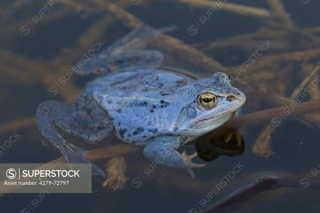 Moor Frog (Rana arvalis), blue coloured male in a pond. Germany