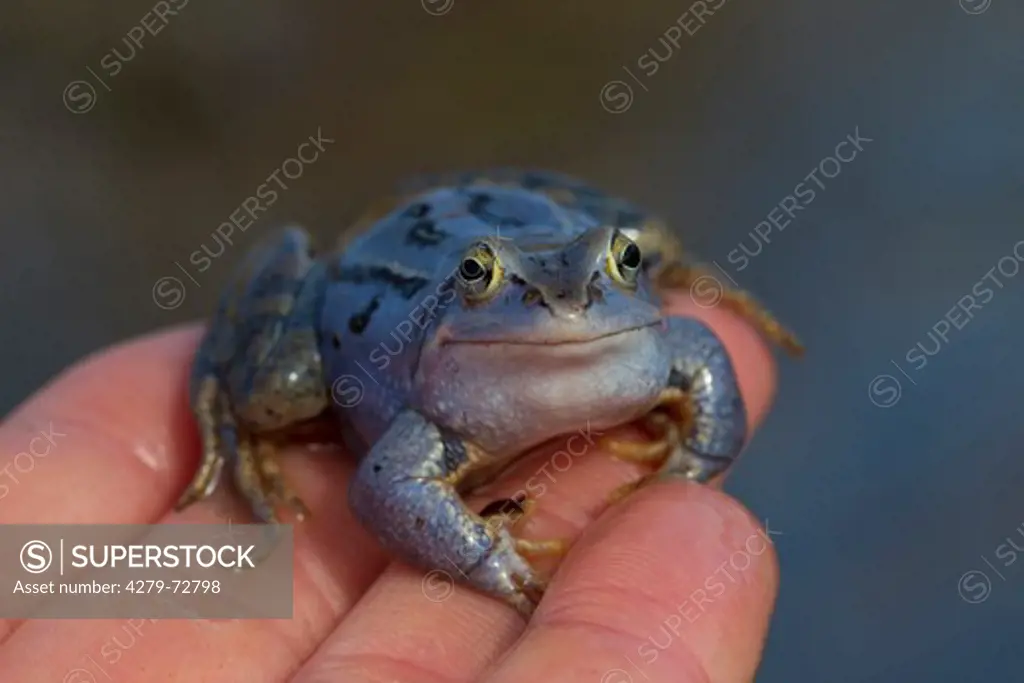 Moor Frog (Rana arvalis), blue coloured male on a hand. Germany