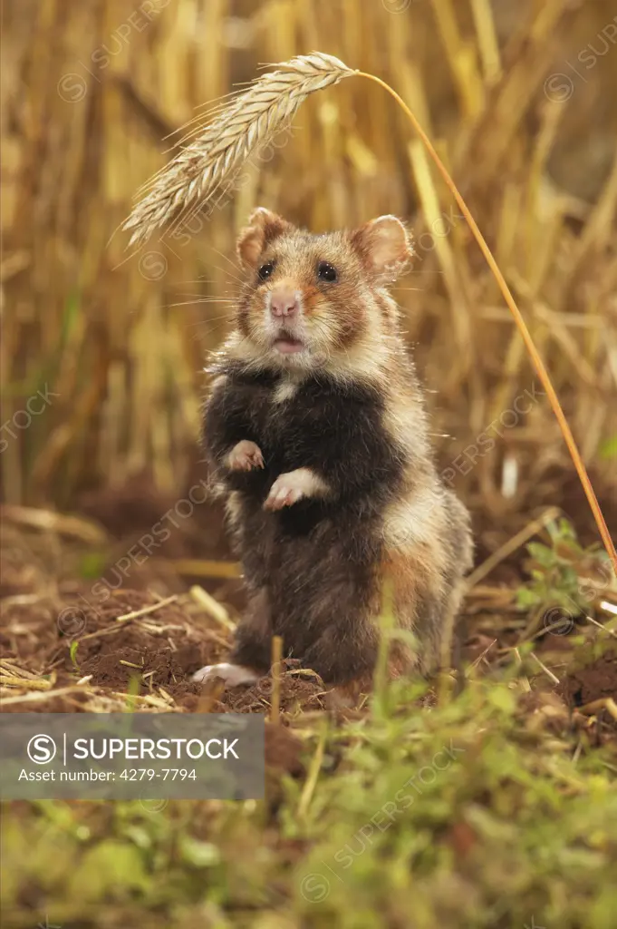 common hamster, black-bellied hamster - sitting up and begging, Cricetus cricetus