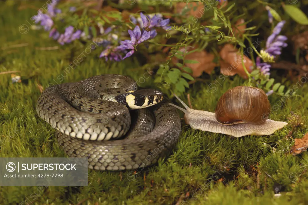 grass snake watching Roman snail, escargot, Natrix natrix, Helix pomatia