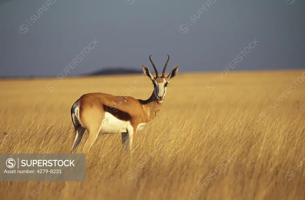 springbok, springbuck ( female ) standing lateral, Antidorcas marsupialis