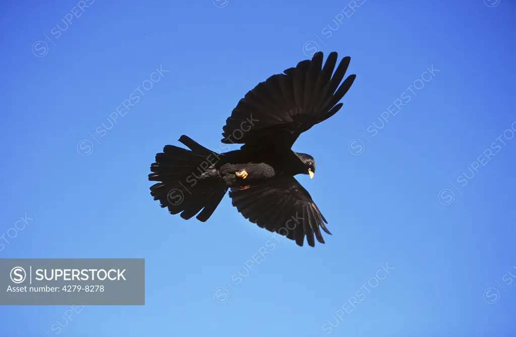 Alpine chough - flying, Pyrrhocorax graculus