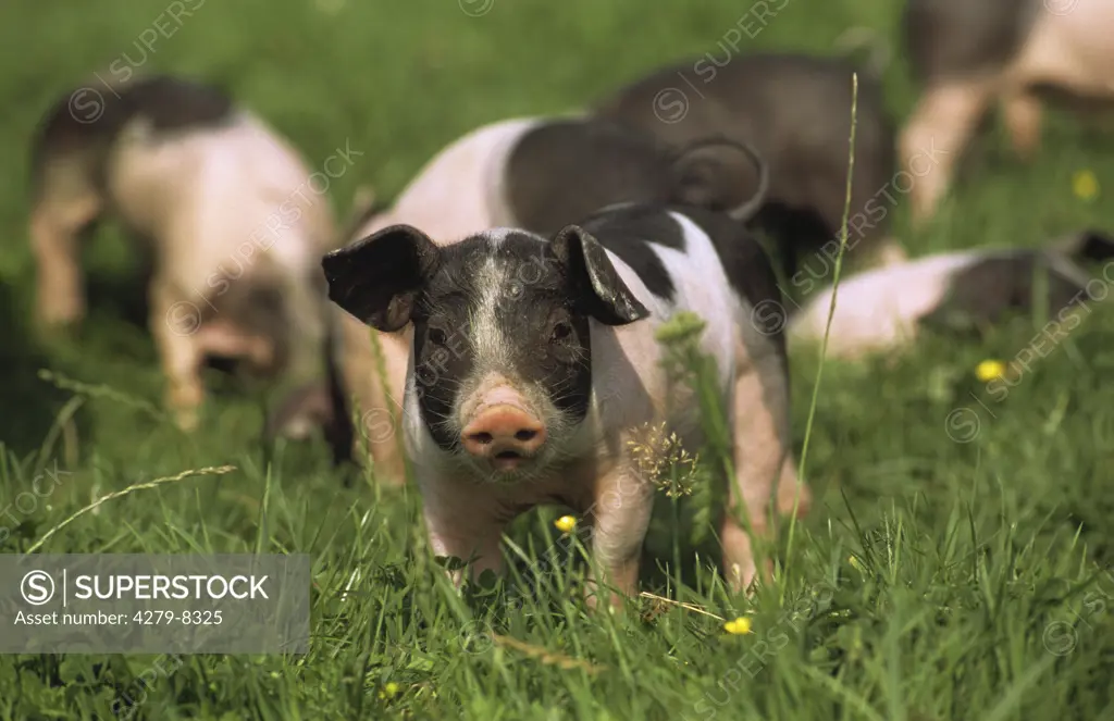 domestic piglet, Suidae