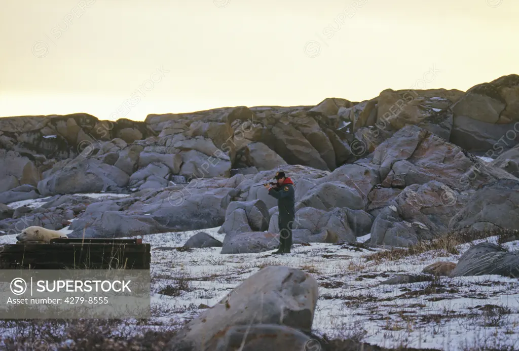 polar bear will be narcotized with a tranquilizer rifle, Ursus maritimus