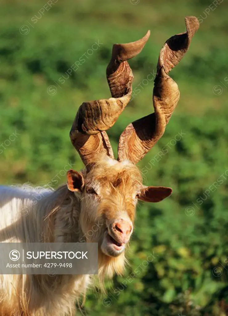 markhor - he goat, Capra falconeri