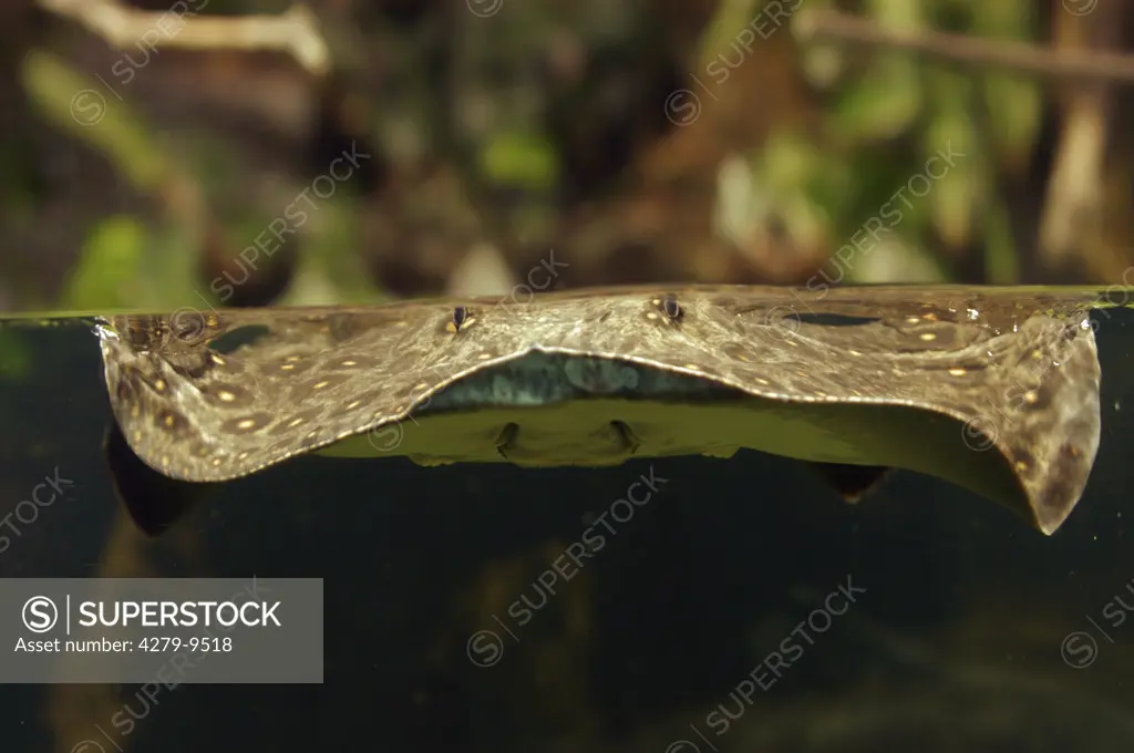 Ocellated Freshwater Stingray, Orange Spotted Stingray, Potamotrygon motoro