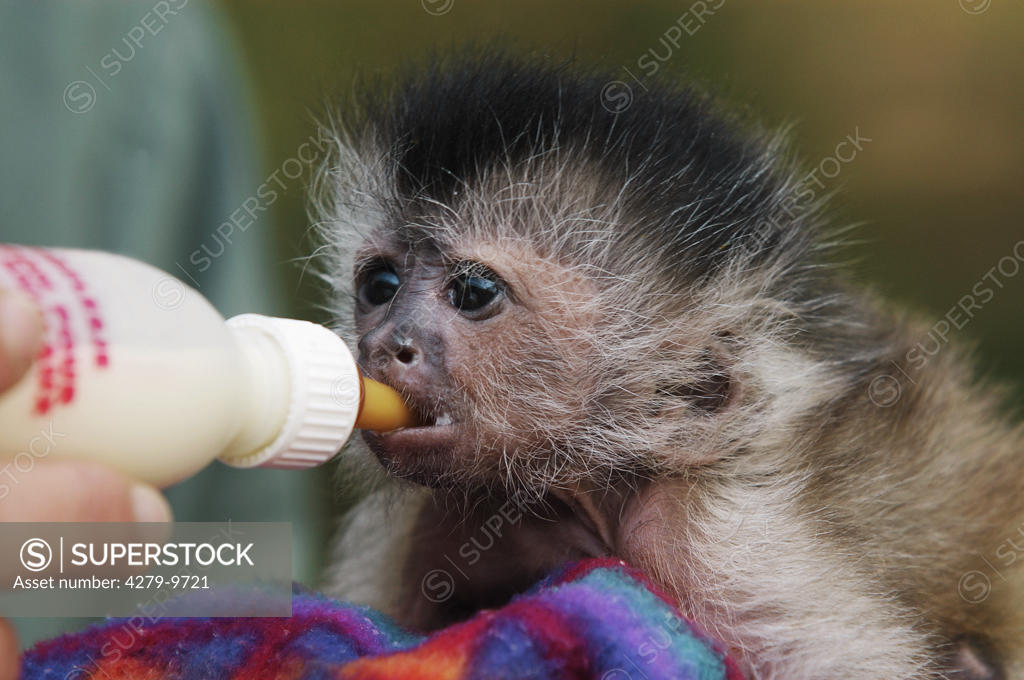 Baby black cap sales capuchins