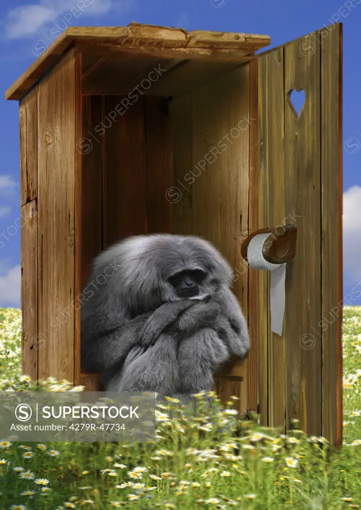 monkey - sitting on toilet