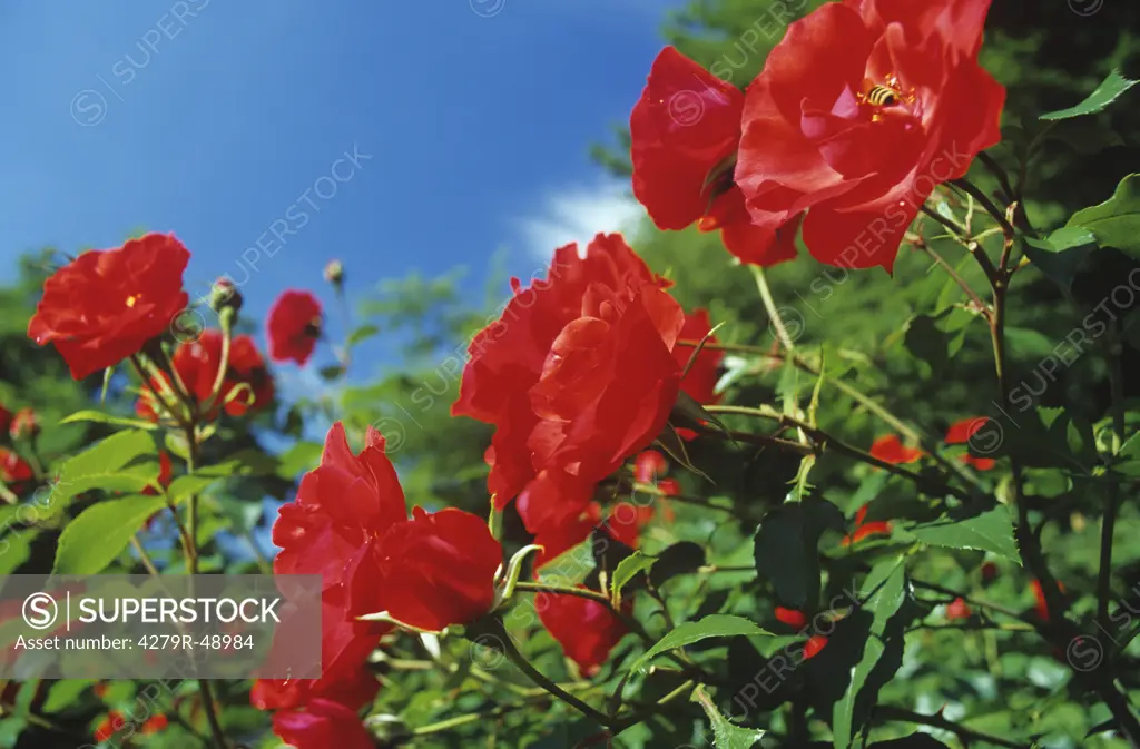 red rambler roses