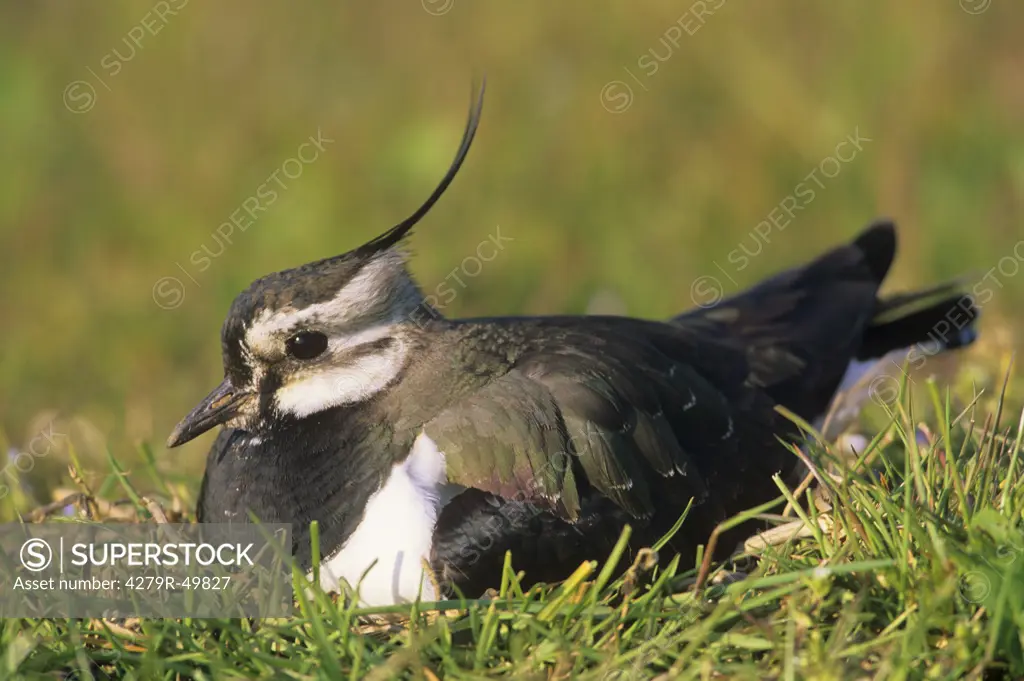 Northern lapwing - sitting on meadow , Vanellus vanellus