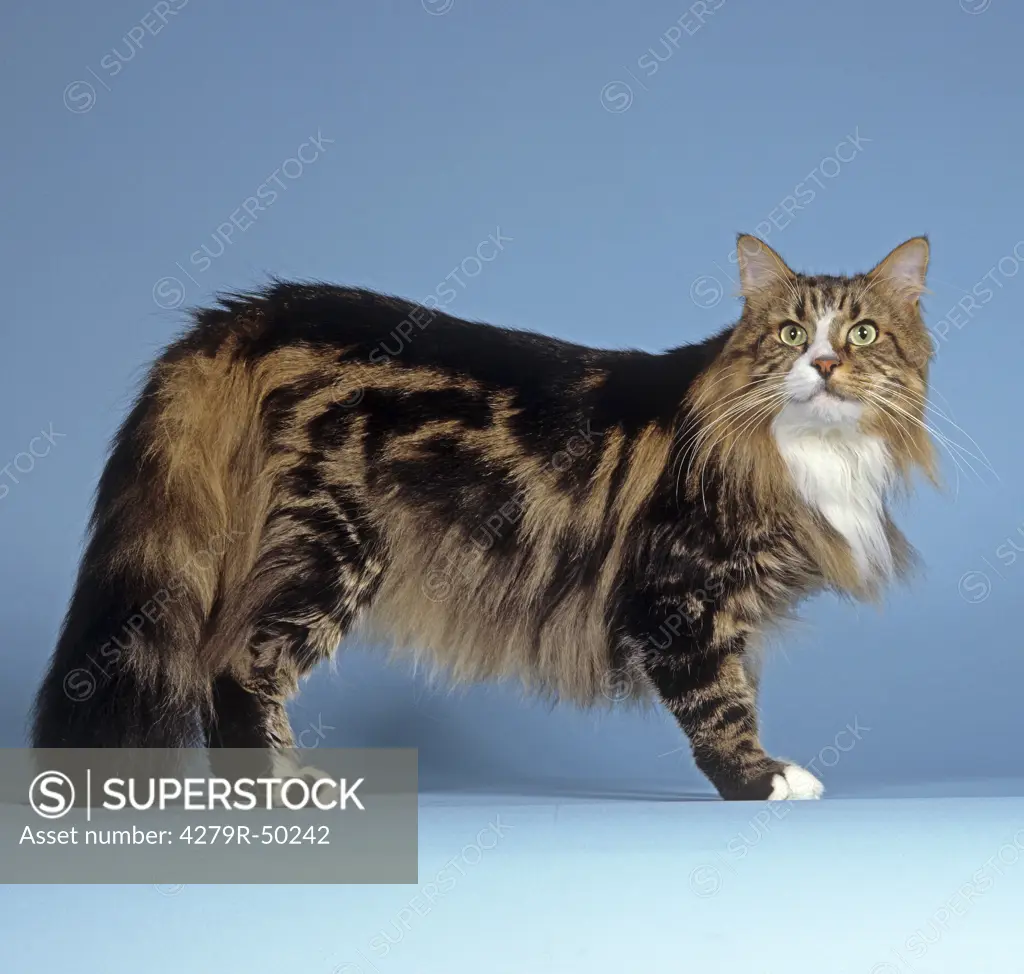 Maine Coon - standing - cut out