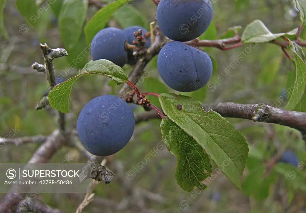 Blackthorn - berries