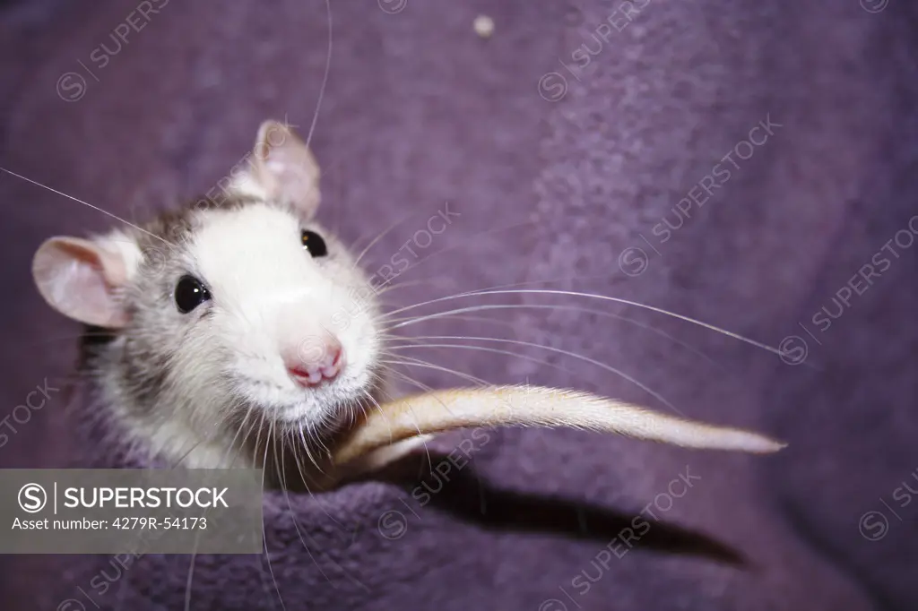 rat in pocket , Rattus rattus