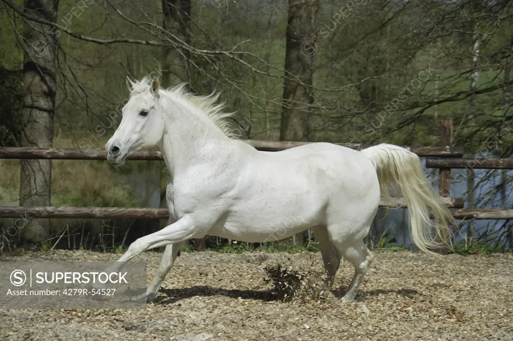 Arabian horse - running