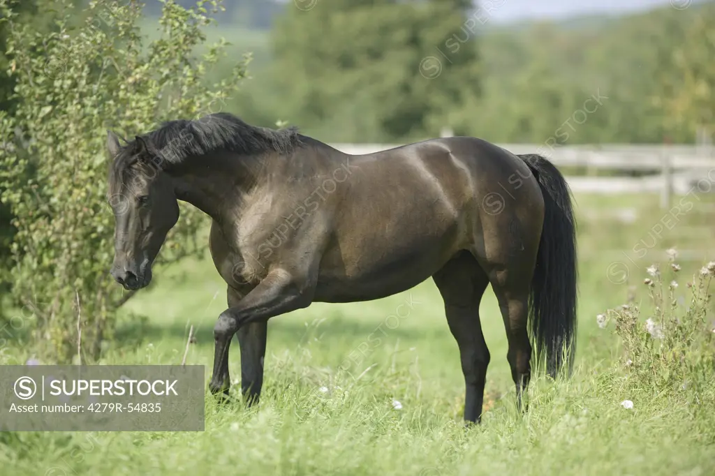 hessian warmblood - standing on meadow