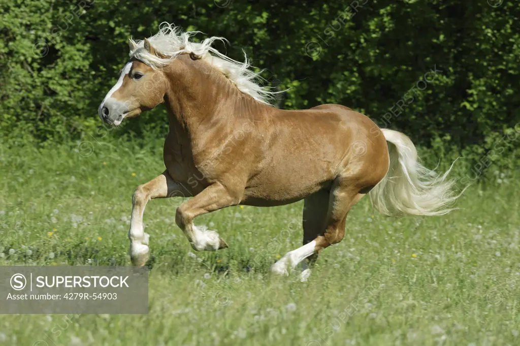 haflinger - galloping on meadow