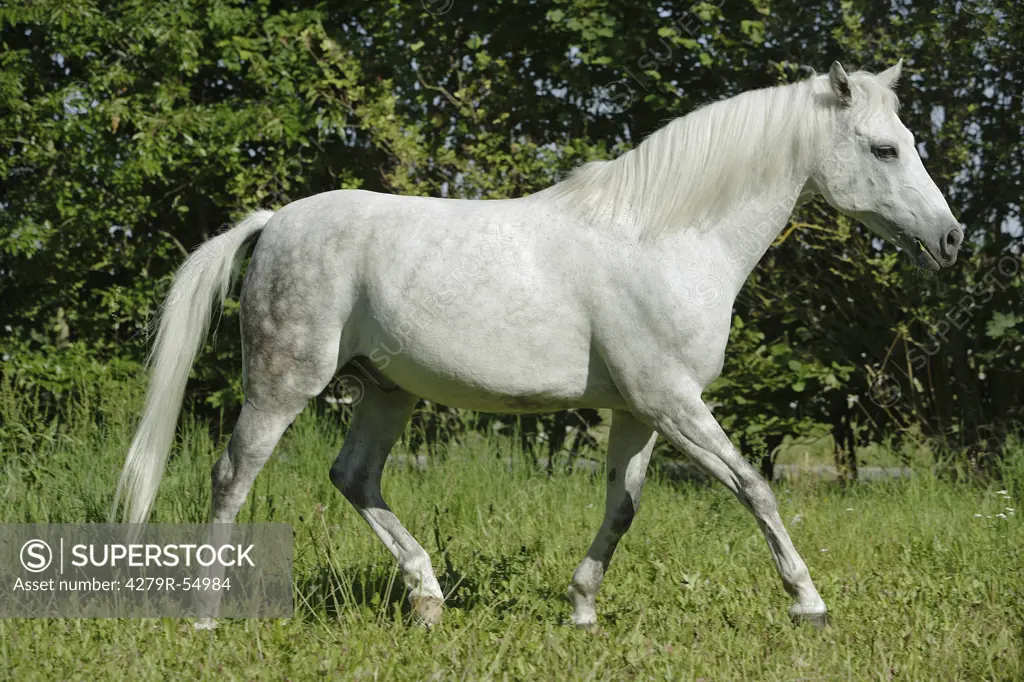 German Riding Pony - trotting on meadow