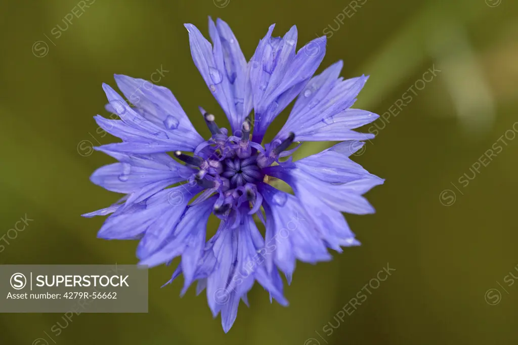 cornflower - blossom