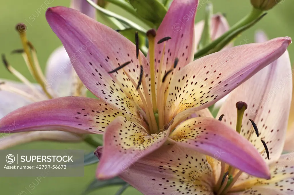 lily - blossom