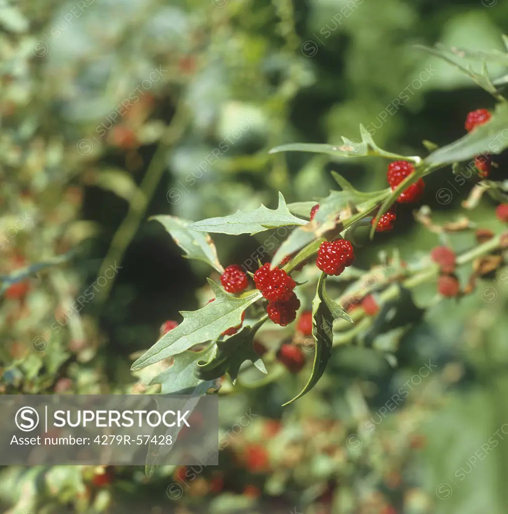 leafy goosefoot , Chenopodium foliosum