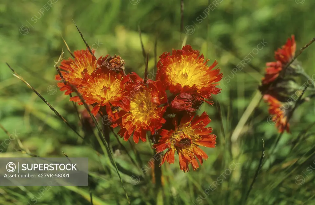 Golden Hawksbeard , Crepis aurea