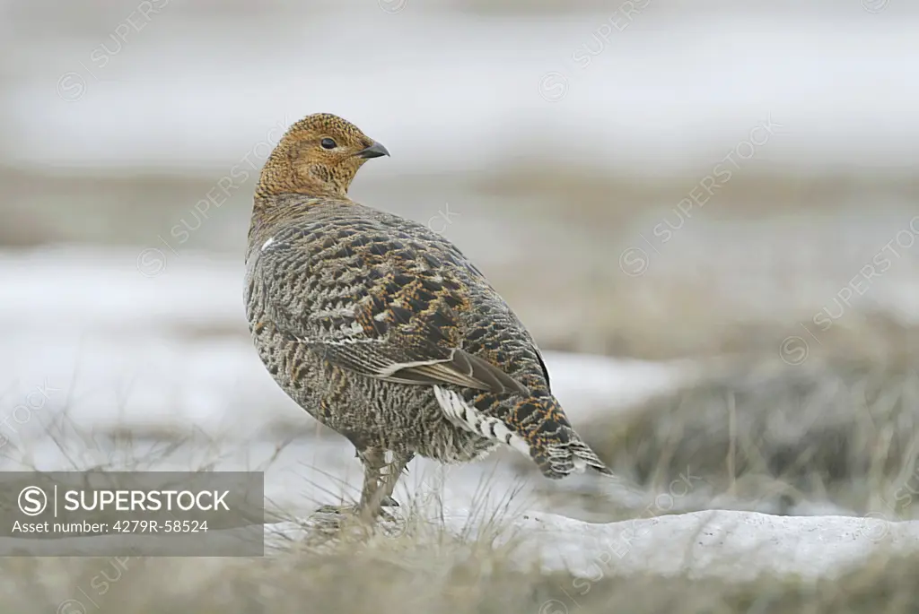 black grouse - standing in snow , Tetrao tetrix