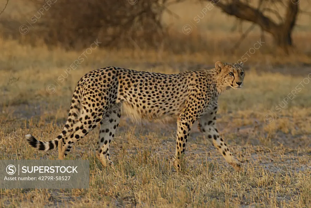 cheetah , Acinonyx jubatus