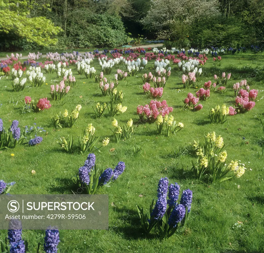 hyacinths