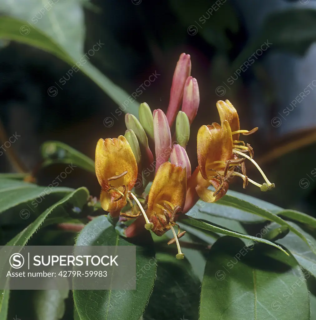 Evergreen Honeysuckle - blossom , Lonicera henryi