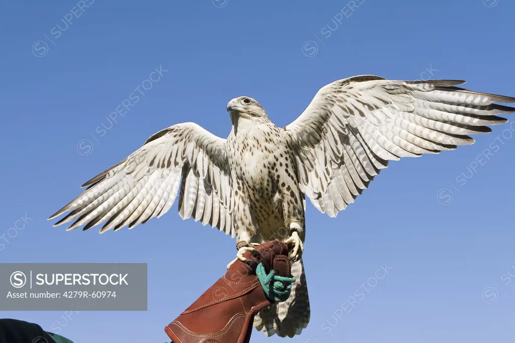 Gyrfalcon - spreading wings , Falco rusticolus