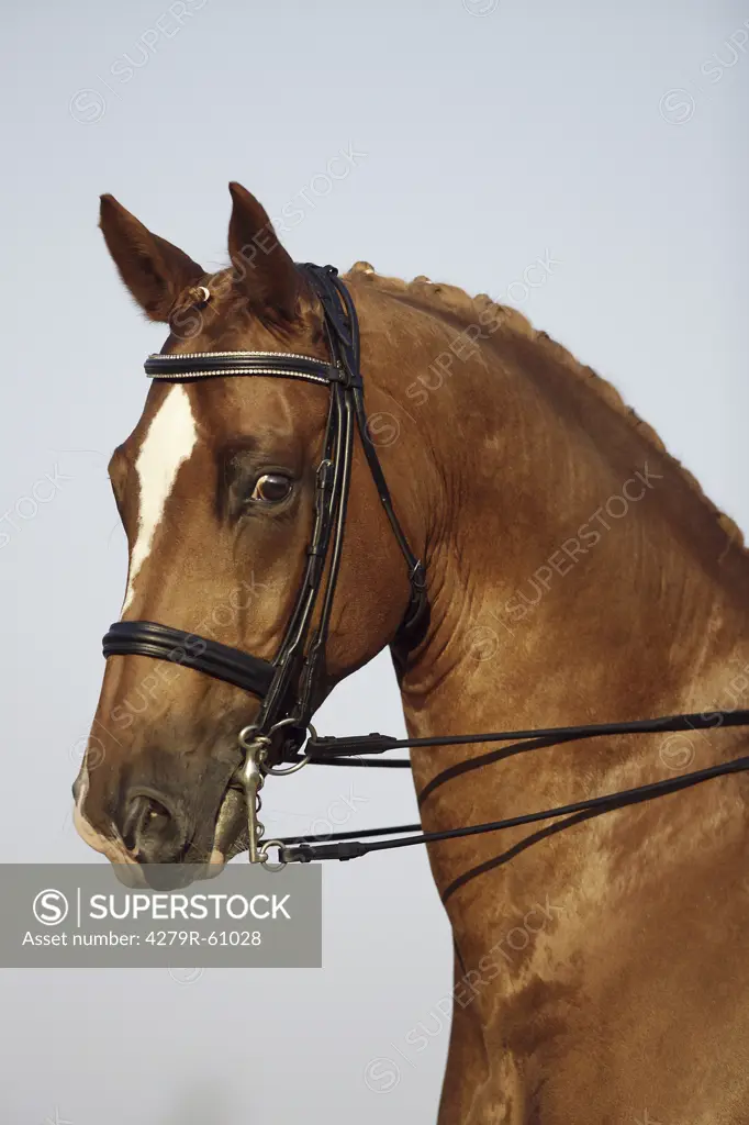 Austrian Warmblood horse - portrait