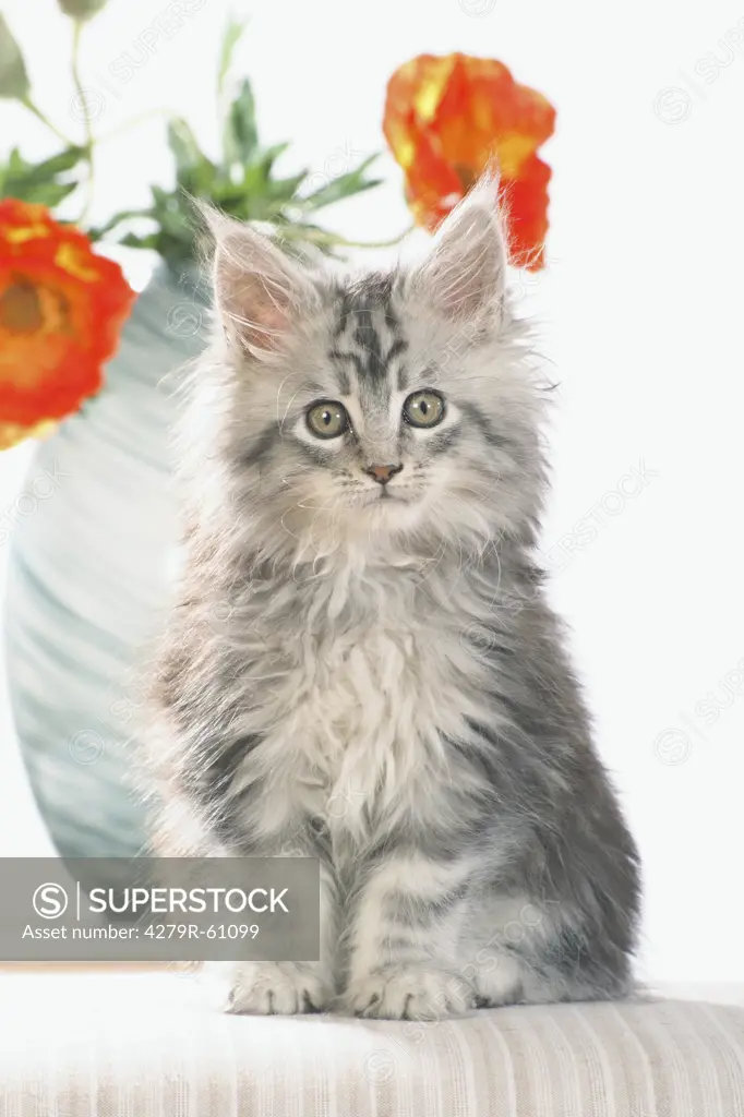 Maine Coon cat - kitten sitting in front of flowers