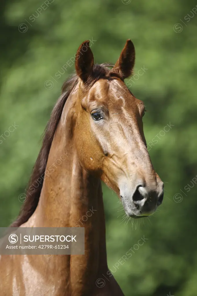 Gelderland horse - portrait