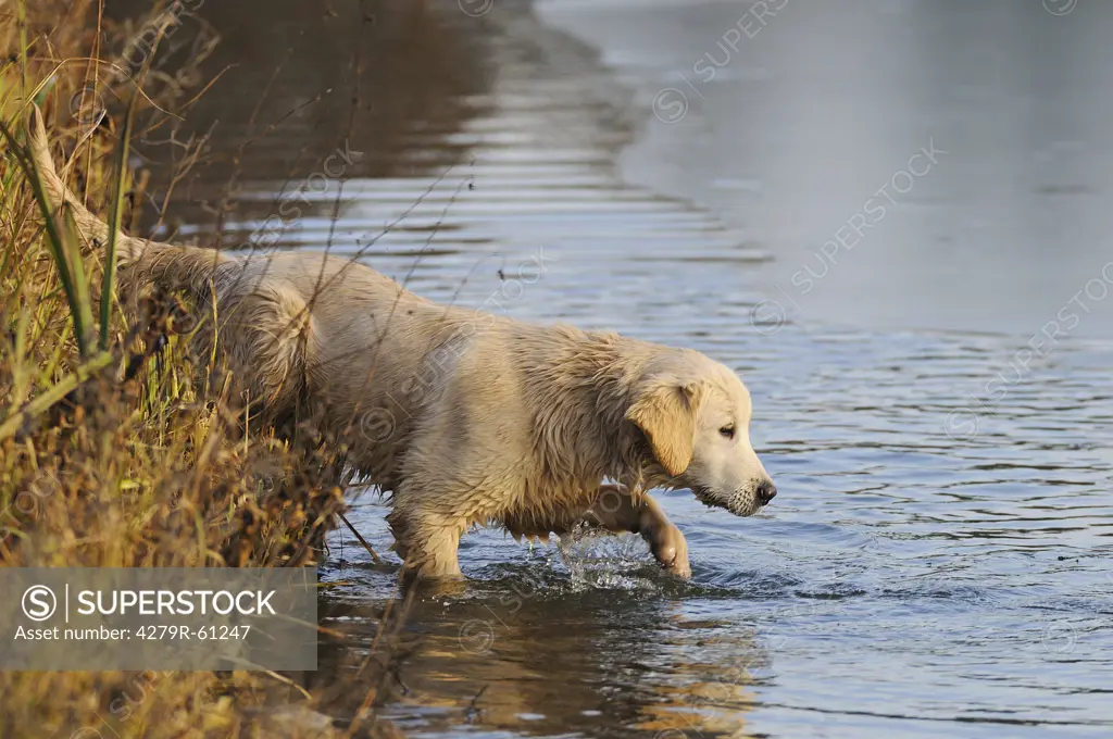 Golden Retriever dog - puppy walking in water