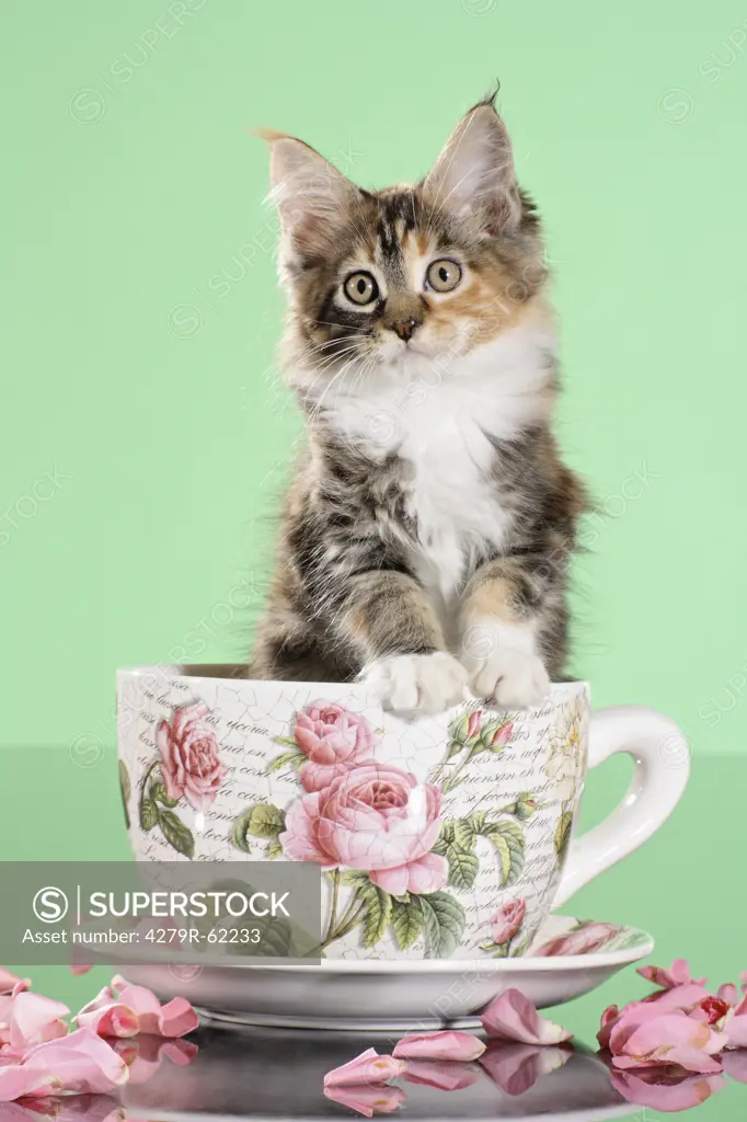 Maine Coon cat - kitten sitting in a cup