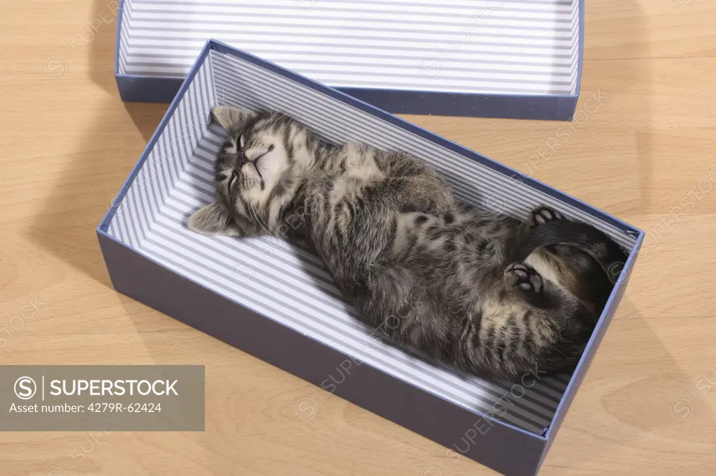 tabby kitten - sleeping in a box