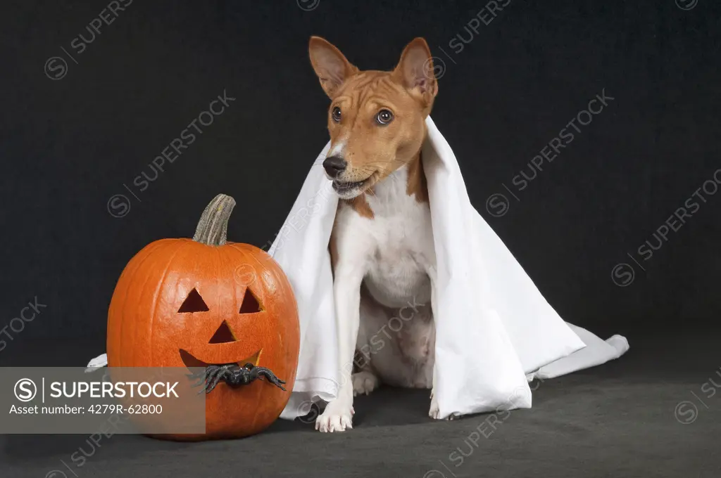 Basenji dog next to pumpkin