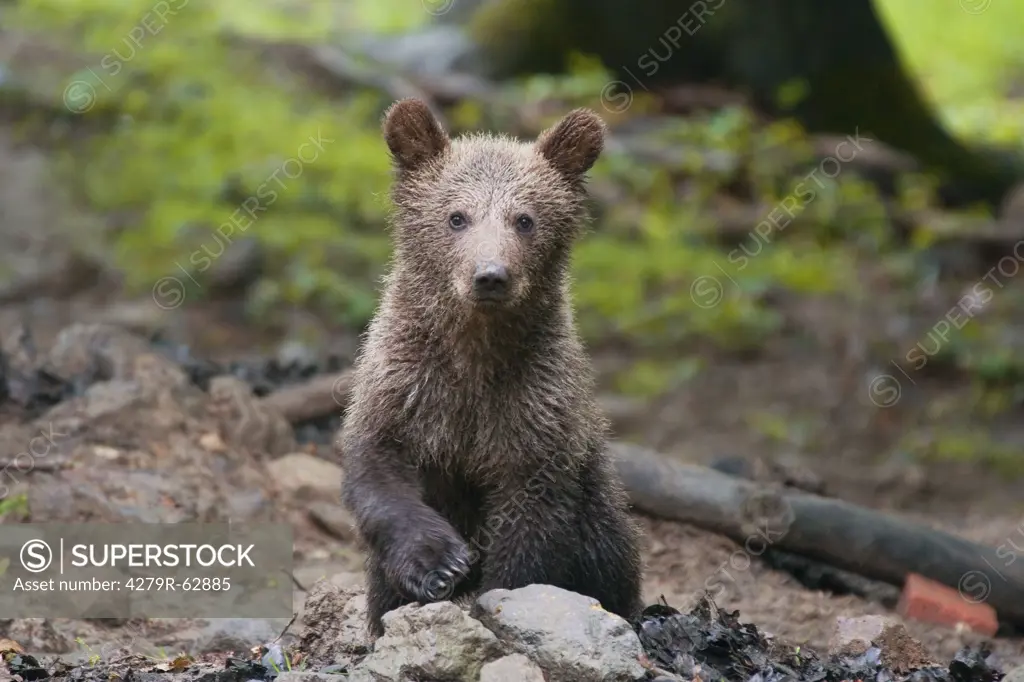 young brown bear - sitting , Ursus arctos