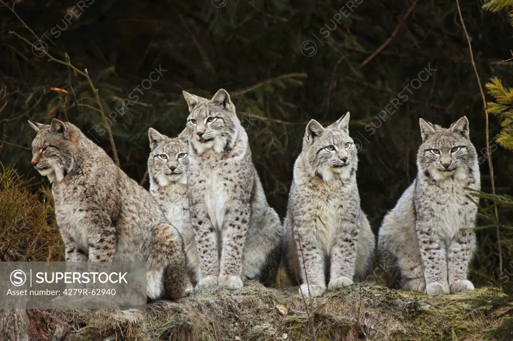 Eurasian lynxes - sitting , Lynx lynx