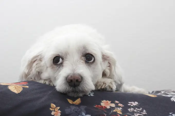 Maltese. A female (11 years old) lying s on a blanket. Germany.