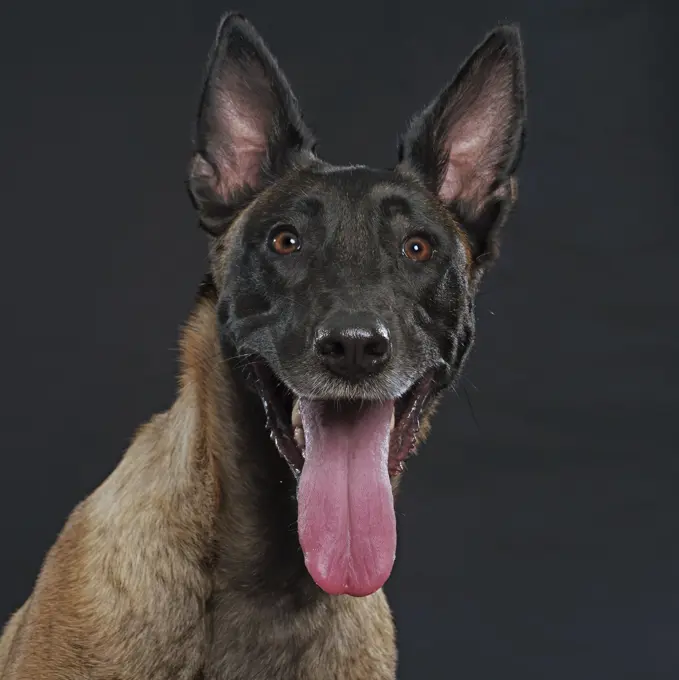 Belgian Shepherd, Malinois. Portrait of adult. Studio picture against a black background. Germany