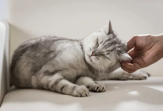 British Shorthair. Tabby adult lying on a sofa, getting scratched on the ear. Germany