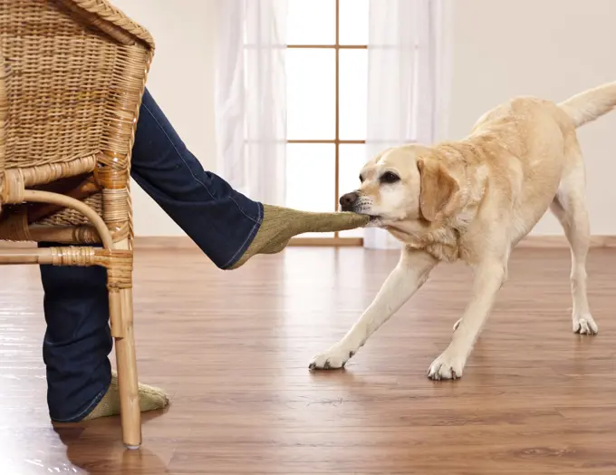 Labrador Retriever takes off a man's sock. Germany..