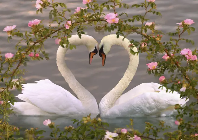 two mute swans under wild roses - heart, Cygnus olor