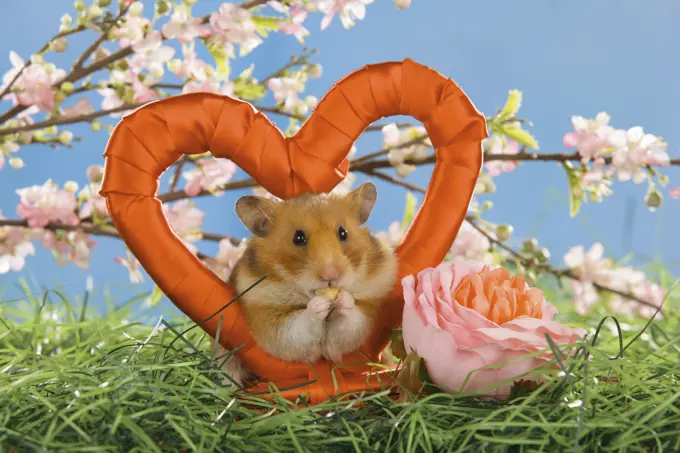 Golden Hamster in front of blossoms