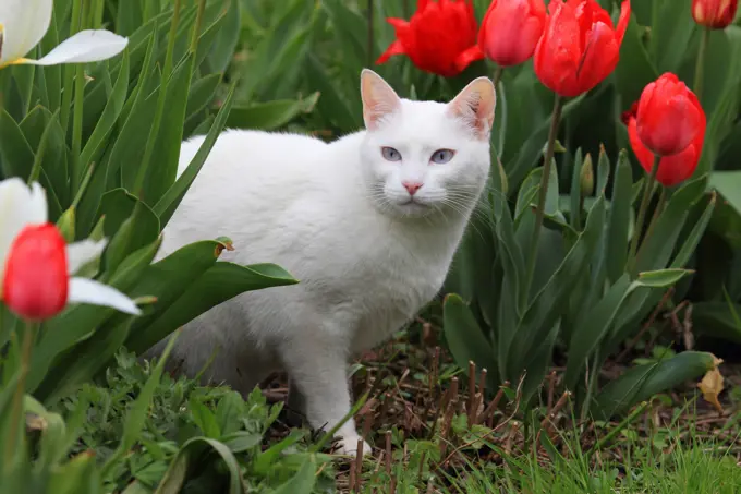 Domestic cat. White adult among Tulip flowers in a garden. Germany