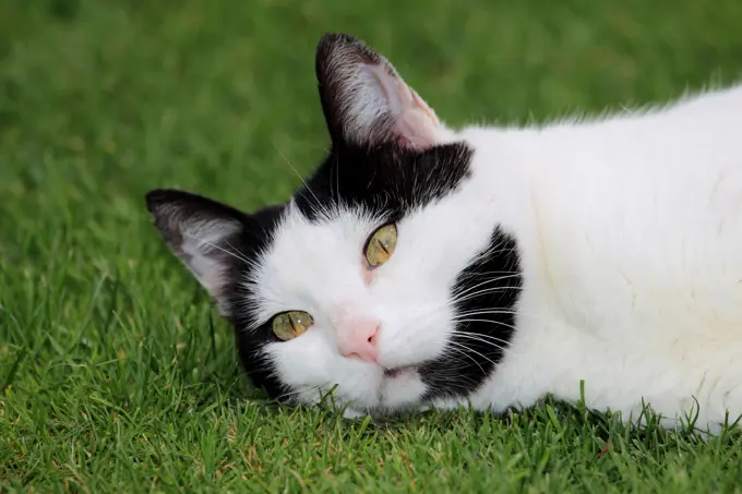 Domestic cat. Black and white adult lying on a lawn. Germany