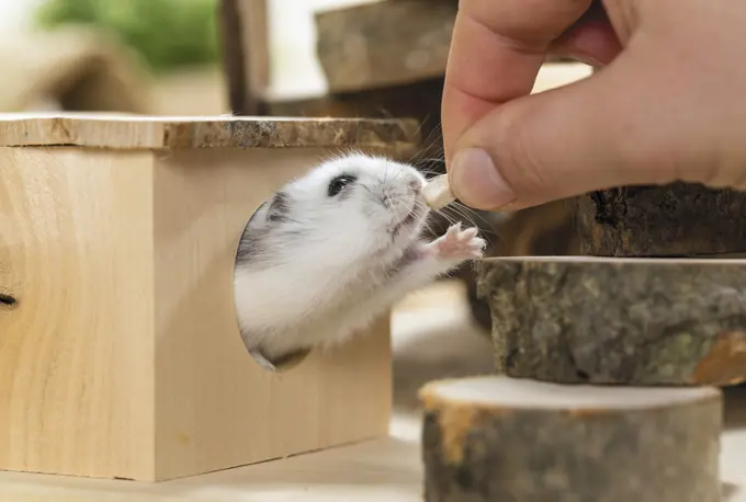 Djungarian Hamster (Phodopus sungorus) in a wooden shelter, receiving a sunflower seed out of a hand.