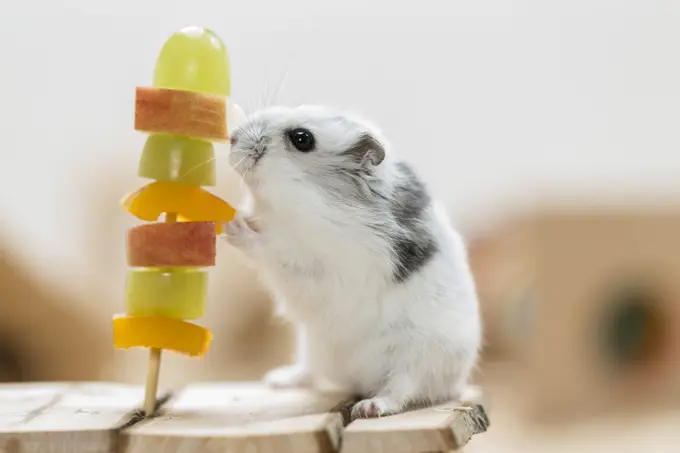 Djungarian Hamster (Phodopus sungorus) next to a fruit skewer.