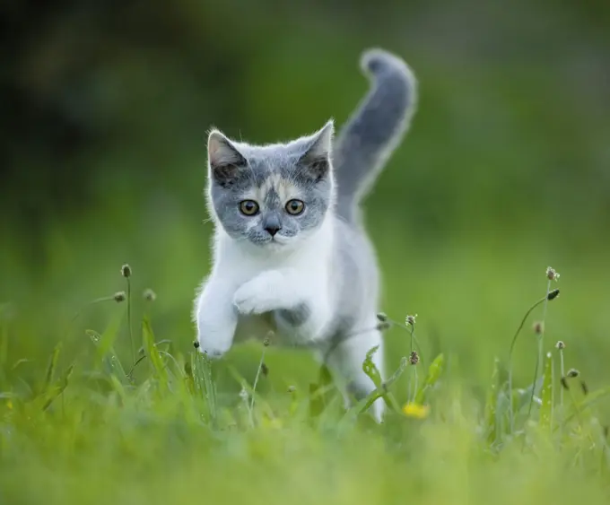 British Shorthair. Kitten leaping in grass. Germany